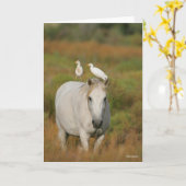 Bob Langrish | Grijze Camargue Paarden met twee vo Kaart (Gele Bloem)