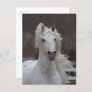 Bob Langrish   Grijze Friesian Appaloosa-hoofdscho Briefkaart