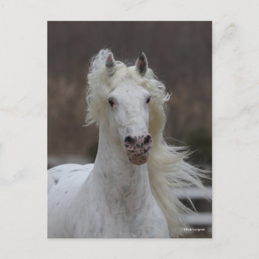 Bob Langrish | Grijze Friesian Appaloosa-hoofdscho Briefkaart (Voorkant)