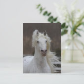 Bob Langrish | Grijze Friesian Appaloosa-hoofdscho Briefkaart (Staand voorkant)