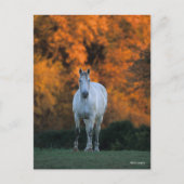 Bob Langrish | Grijze herfst Warmbloed Briefkaart (Voorkant)