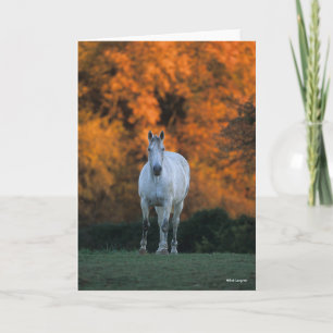 Bob Langrish   Grijze herfst Warmbloed Kaart