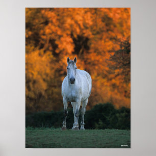 Bob Langrish   Grijze herfst Warmbloed Poster