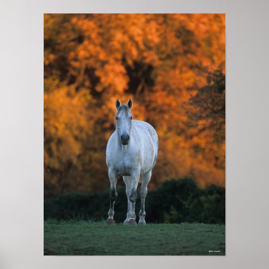 Bob Langrish | Grijze herfst Warmbloed Poster (Voorkant)