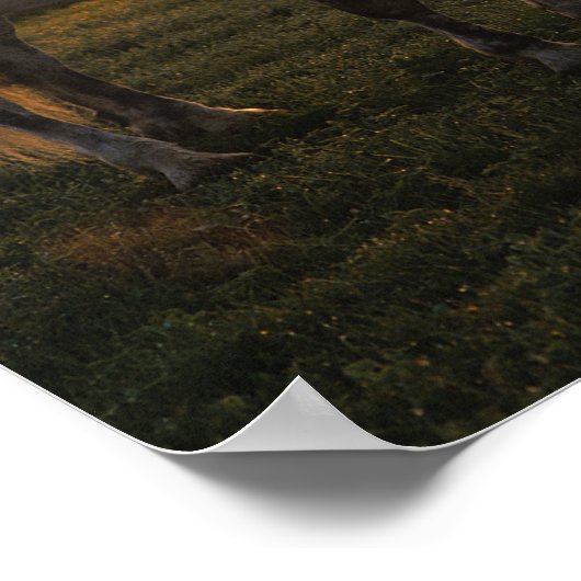 Bob Langrish | Grijze percheron op zonsondergang Poster (Hoek)