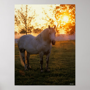 Bob Langrish Grijze percheron op zonsondergang Poster