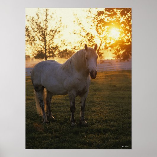 Bob Langrish | Grijze percheron op zonsondergang Poster (Voorkant)