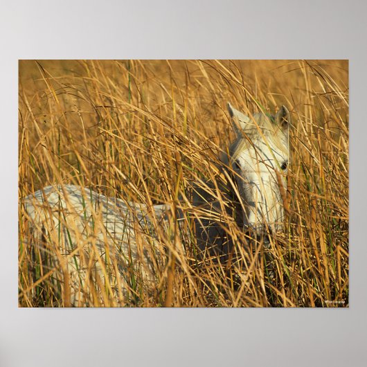 Bob Langrish | Grijze Pony in honing Poster (Voorkant)