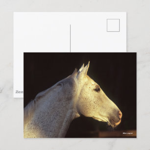 Bob Langrish Grijze Thoroughbred Stallion Headsh Briefkaart