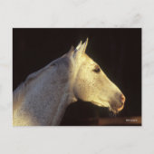 Bob Langrish | Grijze Thoroughbred Stallion Headsh Briefkaart (Voorkant)
