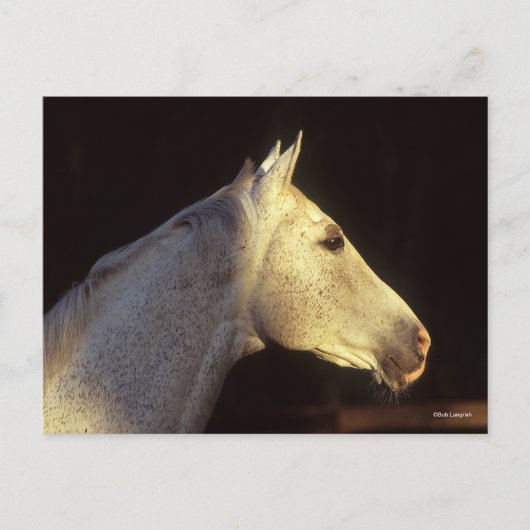 Bob Langrish | Grijze Thoroughbred Stallion Headsh Briefkaart (Voorkant)
