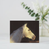 Bob Langrish | Grijze Thoroughbred Stallion Headsh Briefkaart (Staand voorkant)