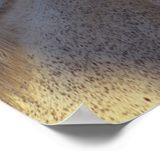 Bob Langrish | Grijze Thoroughbred Stallion Headsh Poster (Hoek)