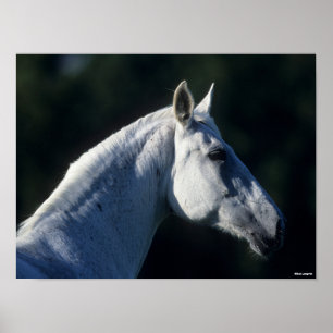 Bob Langrish   Grijze warmbloed — Vaste kop Poster