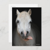 Bob Langrish | Grijze Welsh Pony met tongen uit Briefkaart (Voorkant / Achterkant)