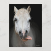 Bob Langrish | Grijze Welsh Pony met tongen uit Briefkaart (Voorkant)