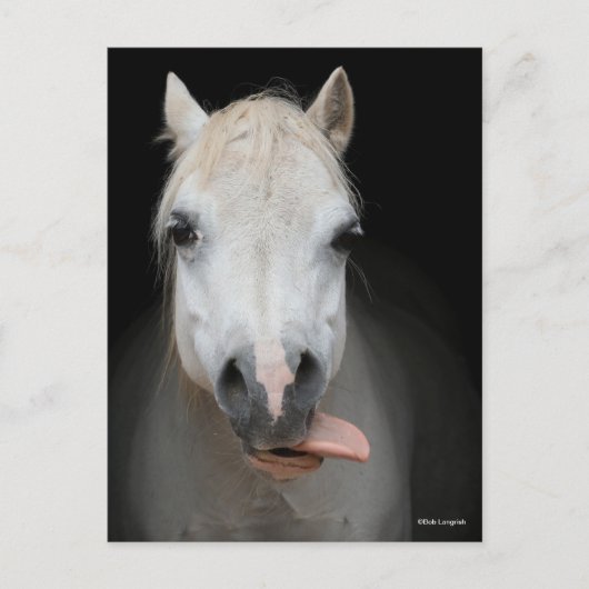 Bob Langrish | Grijze Welsh Pony met tongen uit Briefkaart (Voorkant)