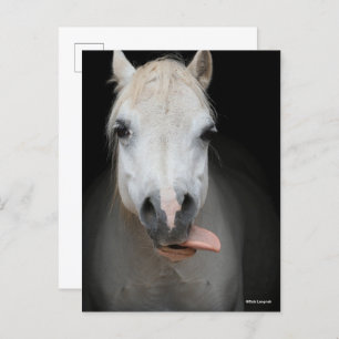 Bob Langrish   Grijze Welsh Pony Tongue uit headsh Briefkaart