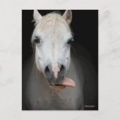 Bob Langrish | Grijze Welsh Pony Tongue uit headsh Briefkaart (Voorkant)
