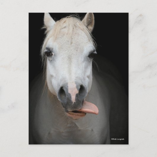 Bob Langrish | Grijze Welsh Pony Tongue uit headsh Briefkaart (Voorkant)