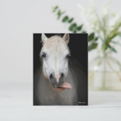 Bob Langrish | Grijze Welsh Pony Tongue uit headsh Briefkaart (Staand voorkant)
