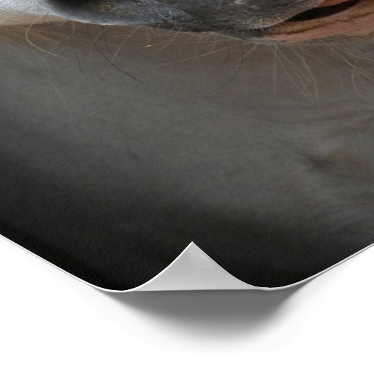 Bob Langrish | Grijze Welsh Pony Tongue uit headsh Poster (Hoek)