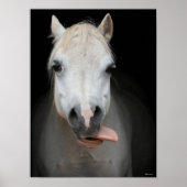 Bob Langrish | Grijze Welsh Pony Tongue uit headsh Poster (Voorkant)