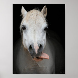 Bob Langrish Grijze Welsh Pony Tongue uit headsh Poster