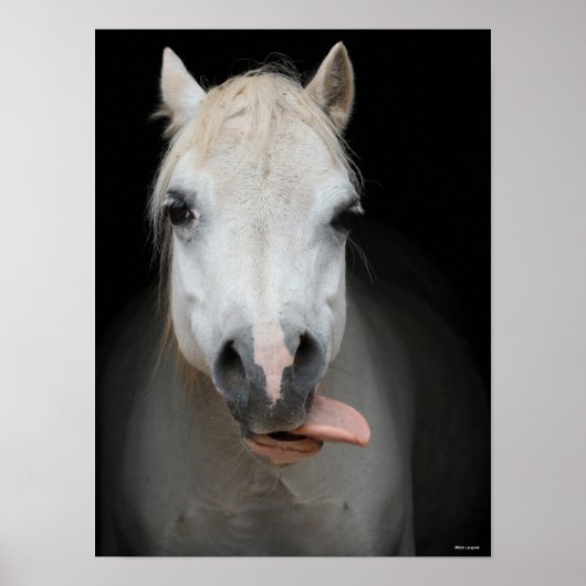 Bob Langrish | Grijze Welsh Pony Tongue uit headsh Poster (Voorkant)