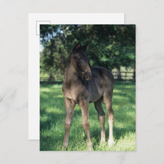 Bob Langrish | Grondevee met stevige ondergrond Briefkaart (Voorkant / Achterkant)