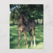 Bob Langrish | Grondevee met stevige ondergrond Briefkaart (Voorkant)