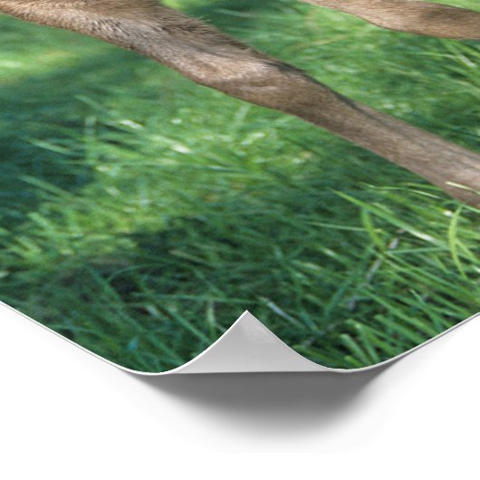 Bob Langrish | Grondevee met stevige ondergrond Poster (Hoek)