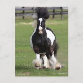 Bob Langrish | Gypsy Vanner aan het werk Briefkaart (Voorkant)