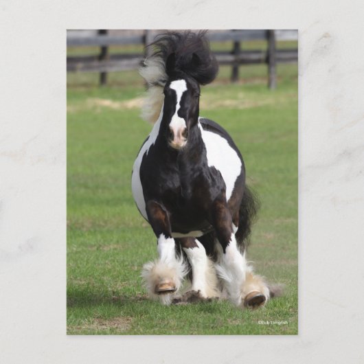 Bob Langrish | Gypsy Vanner aan het werk Briefkaart (Voorkant)