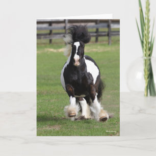 Bob Langrish Gypsy Vanner aan het werk Kaart