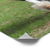 Bob Langrish | Gypsy Vanner aan het werk Poster (Hoek)