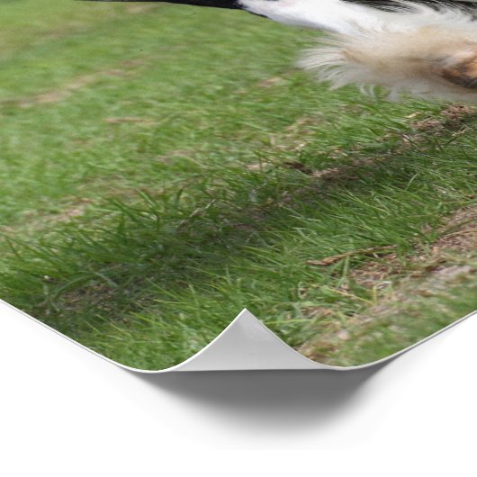 Bob Langrish | Gypsy Vanner aan het werk Poster (Hoek)