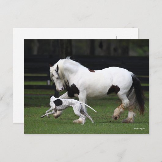 Bob Langrish Gypsy Vanner en Dog die samen lopen Briefkaart (Voorkant / Achterkant)