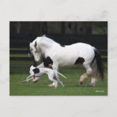 Bob Langrish Gypsy Vanner en Dog die samen lopen Briefkaart (Voorkant)