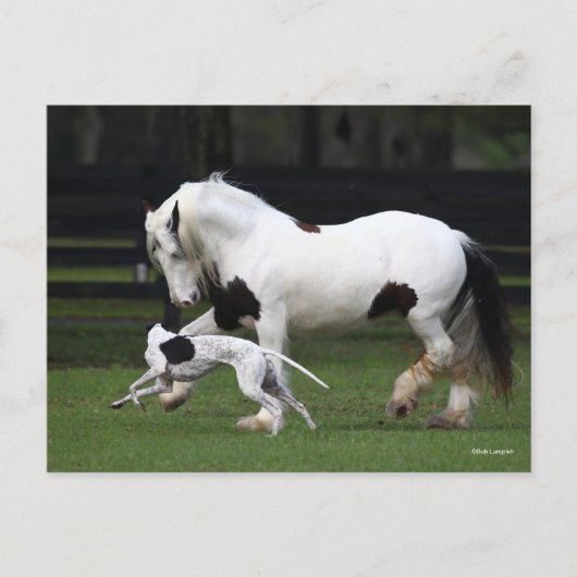 Bob Langrish Gypsy Vanner en Dog die samen lopen Briefkaart (Voorkant)