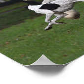 Bob Langrish Gypsy Vanner en Dog die samen lopen Poster (Hoek)