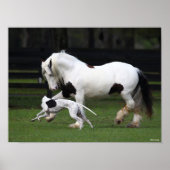 Bob Langrish Gypsy Vanner en Dog die samen lopen Poster (Voorkant)