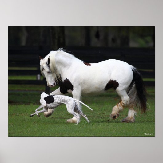 Bob Langrish Gypsy Vanner en Dog die samen lopen Poster (Voorkant)