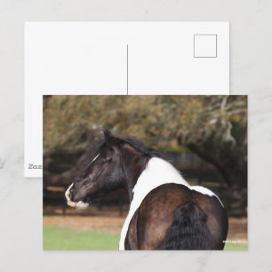 Bob Langrish Gypsy Vanner Headshot Briefkaart