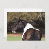 Bob Langrish | Gypsy Vanner Headshot Briefkaart (Voorkant / Achterkant)