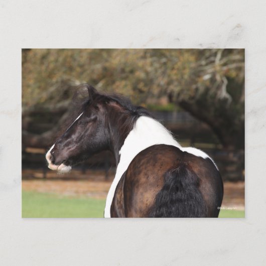 Bob Langrish | Gypsy Vanner Headshot Briefkaart (Voorkant)
