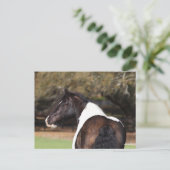 Bob Langrish | Gypsy Vanner Headshot Briefkaart (Staand voorkant)