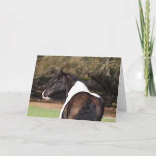 Bob Langrish Gypsy Vanner Headshot Kaart