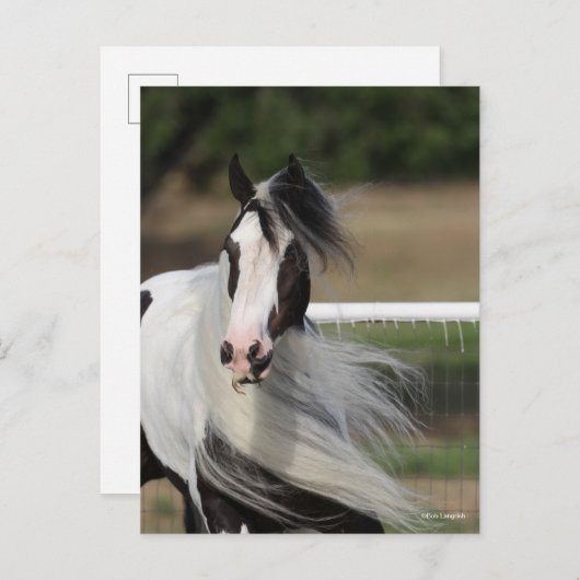 Bob Langrish | Gypsy Vanner Headshot Mande stromen Briefkaart (Voorkant / Achterkant)