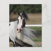 Bob Langrish | Gypsy Vanner Headshot Mande stromen Briefkaart (Voorkant)